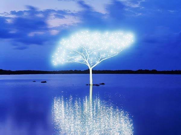 Tree of Life
