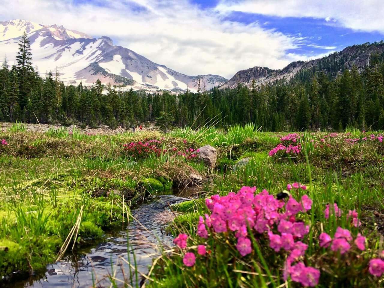Mount Shasta and The Eden Template